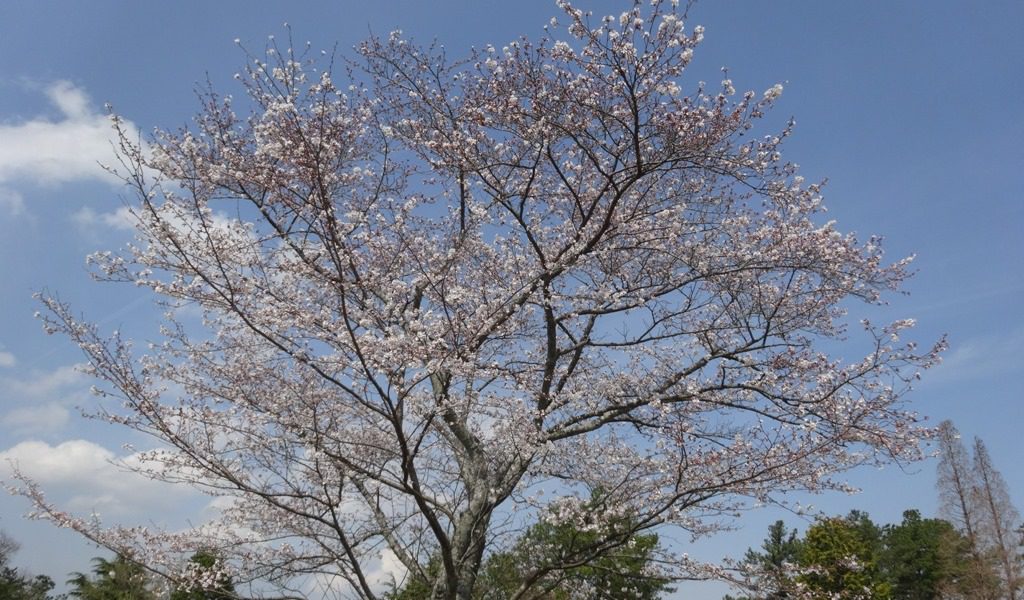 dsc00527