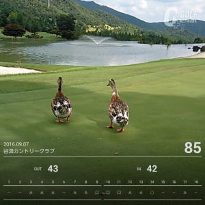gnp_preview_scorecard