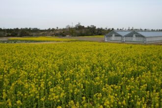 伊良湖（菜の花まつり）