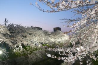山崎川 （夜桜見物）