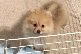 愛犬