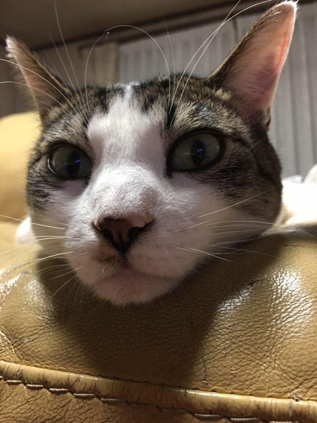 だいずのヒゲ