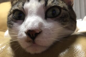 猫のヒゲは金運を招く？？