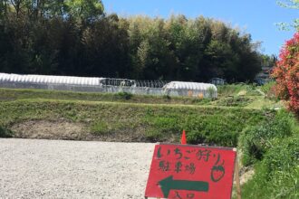 コンドウ農園　東郷町　いちご狩り