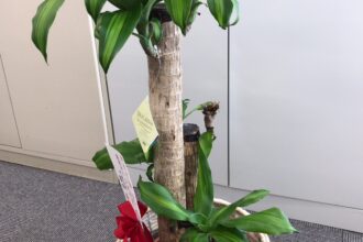 植物