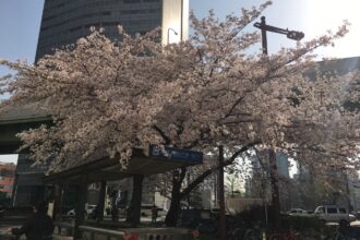 桜★満開です＾＾