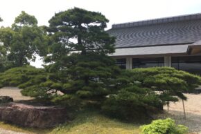 涼仙ゴルフ倶楽部の1億円の松