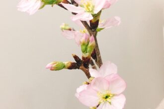 あけましておめでとうございます
