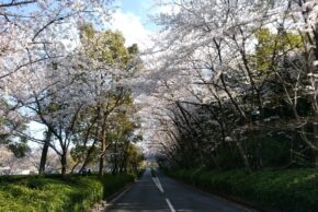 愛知カンツリー倶楽部　桜が満開でした♬