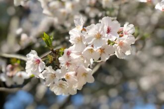 桜の季節ももう終わり…