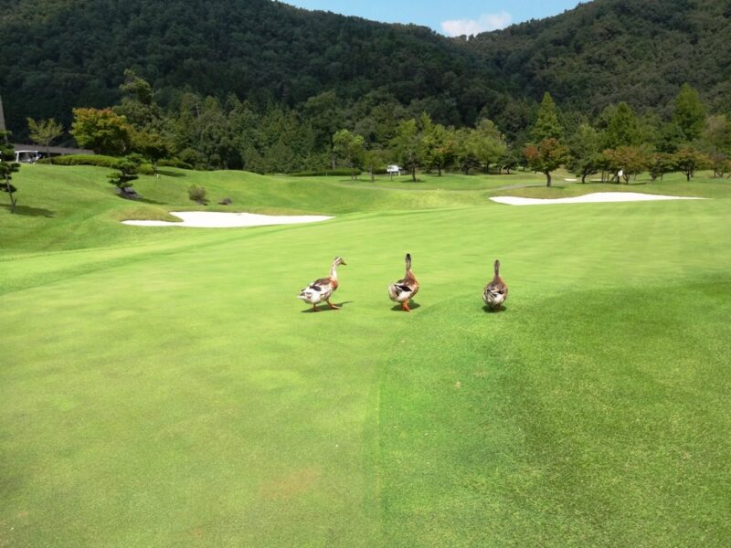 三甲ゴルフ倶楽部 谷汲コース