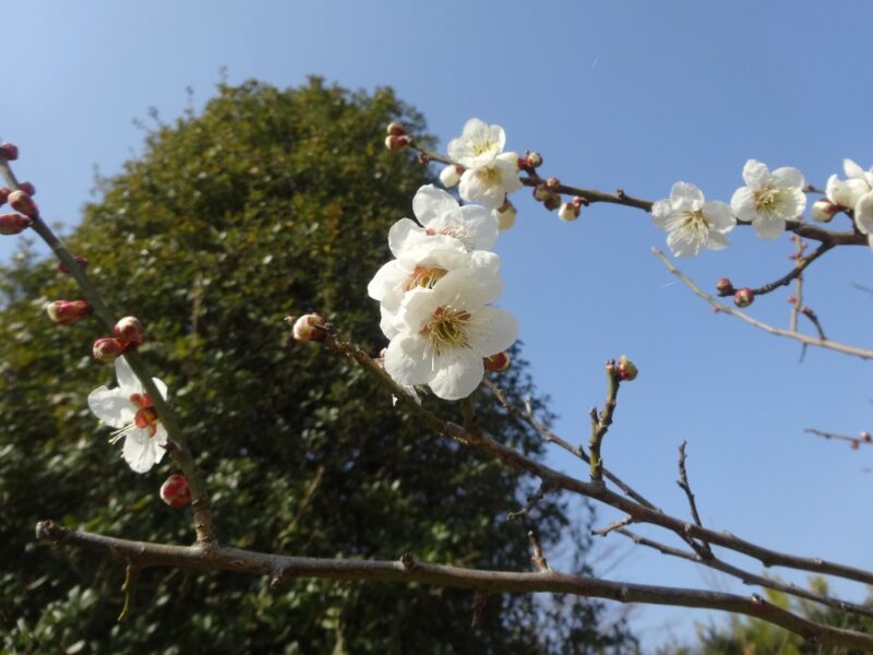 中部国際ゴルフクラブ